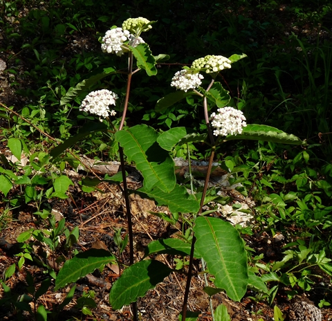{Asclepias variegata}